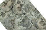 Multiple Fossil Brachiopod (Strophomena) Plate - Indiana #325695-1